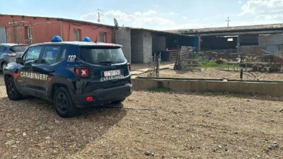 carabinieri san gavino Carabinieri in azienda agricola a San Gavino