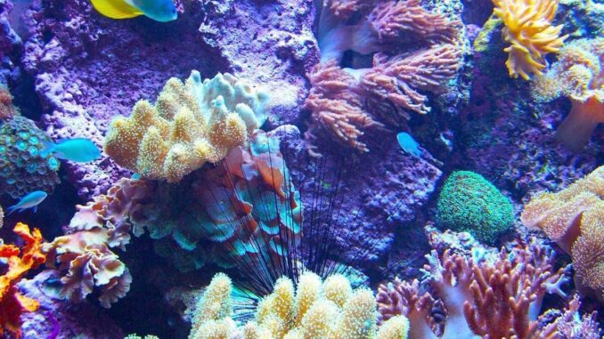 Ambiente, scienziati cinesi scoprono tecnologia per riproduzione coralli
