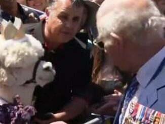 Australia, alpaca starnutisce addosso a re Carlo: l'esilarante reazione del sovrano - Video 4 Australia alpaca starnutisce addosso a re Carlo lesilarante reazione del sovrano Video