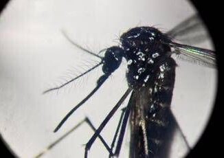 Dengue in Italia quasi 700 casi in 2024. Torna allarme zanzare Bassetti Momento di agire