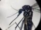 Dengue in Italia quasi 700 casi in 2024. Torna allarme zanzare Bassetti Momento di agire