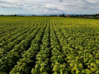 Tabacco De Carlo FdI Accordo Masaf–Philip Morris Italia esempio virtuoso