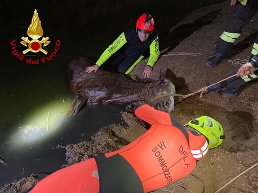 cavallo soccorso da vigili del fuoco a pula 1 ridim Salvataggio di un cavallo caduto in un vascone di irrigazione a Pula