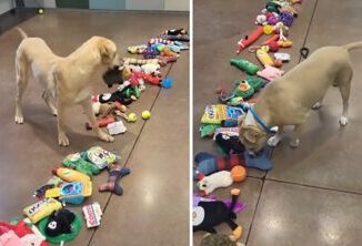 Cani senza una famiglia scelgono un regalo di Natale donato dai volontari il video virale