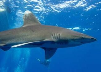 Italiani attaccati da squalo in Egitto il sindaco di Soncino Gesto Peppino da eroe