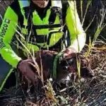 cane salvato a serdiana