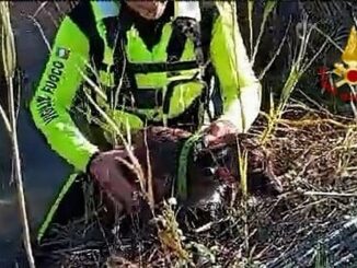 cane salvato a serdiana