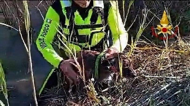 cane salvato a serdiana
