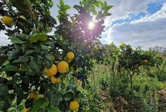Calabria Federimprese Europa e Confed. naz. esercenti pro riconoscimento bergamotto dop
