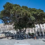 Ficus Macrophylla a dimora in piazza Ingrao