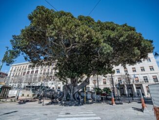 Ficus Macrophylla a dimora in piazza Ingrao