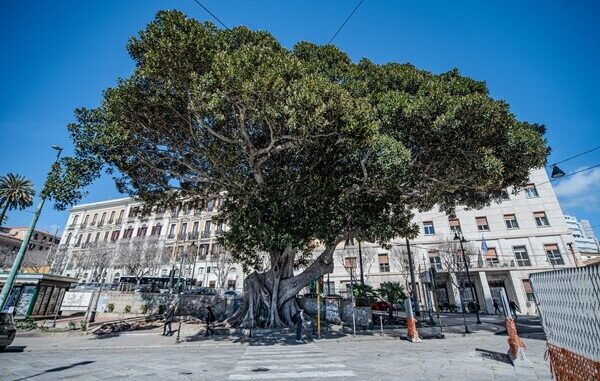 Ficus Macrophylla a dimora in piazza Ingrao