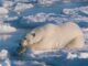 Il segreto dellorso polare per sopravvivere a temperature sottozero Lantigelo