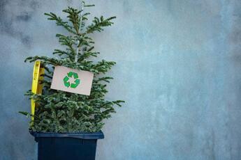 ‘Non riesci a gestire il tuo albero di Natale? Ce ne prenderemo cura noi’, il nuovo progetto ‘Raccolta Botanica’ di Filottrano