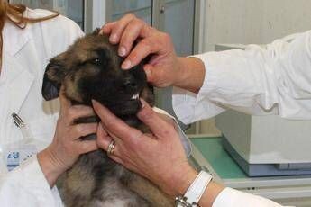 A Roma nascera il primo ospedale veterinario pubblico dItalia