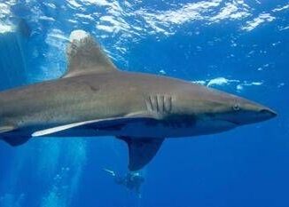 Australia 17enne attaccata da uno squalo a 100 metri dalla riva morta per le ferite