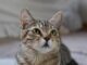 Aviaria luomo potrebbe trasmettere il virus ai gatti