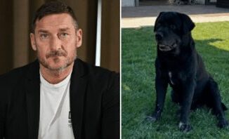 Francesco Totti morto il cane di famiglia Diego il dolore della figlia Chanel