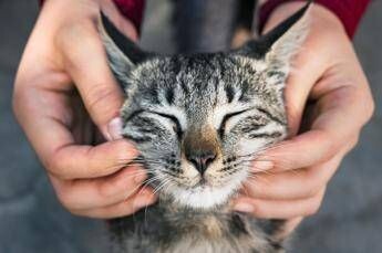 Giornata del Gatto, la passione non conosce confini: ecco i cantanti, attori e registi ‘pazzi’ per i felini