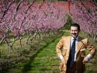 Marche in fiore gli alberi della pesca Saturnia lagricoltura di qualita diventa attrazione turistica