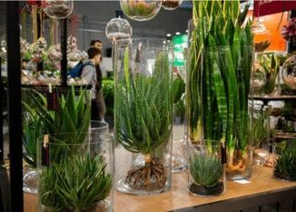 Myplant & Garden, edizione 2025 da record: focus su mercati e dossier comparto verde 4 Myplant Garden edizione 2025 da record focus su mercati e dossier comparto verde