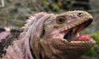 Ricerca studio genomico ricostruisce levoluzione delle iguane delle Galapagos