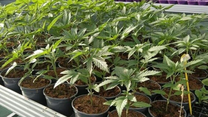 Savona, smantellata rete dedita al traffico internazionale di droga