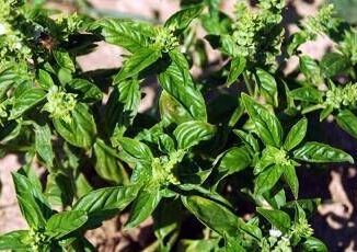 Bucci Ho piantato il basilico in Minnesota sa di menta