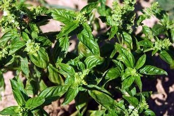 Bucci: “Ho piantato il basilico in Minnesota, sa di menta”