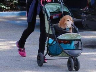 Cani nuovi bambini Ricerca svela cosa lega il boom dei pet alle culle vuote
