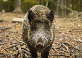 Cosenza 60enne muore aggredito da cinghiale in corso indagini