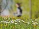 Da allergie a sonno cattivo ecco gli acciacchi di primavera e come affrontarli