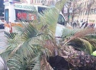 Genova donna morta schiacciata da palma Procura indaga su segnalazioni albero pericolante