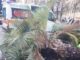 Genova donna muore schiacciata da una palma