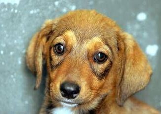 Il cane e triste o felice Ecco perche spesso non lo capiamo