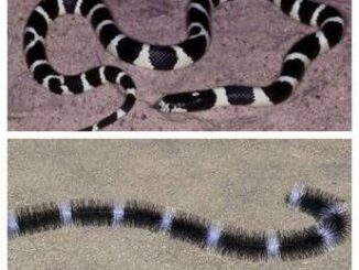 Italgam disponibile anche online lo scovolo Evo Snake contro i piccioni