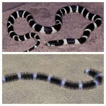 Italgam, disponibile anche online lo scovolo Evo Snake contro i piccioni