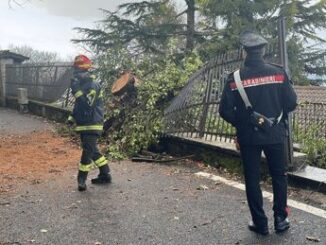 Maltempo Roma albero cade a Rocca di Papa niente feriti ma danni a auto