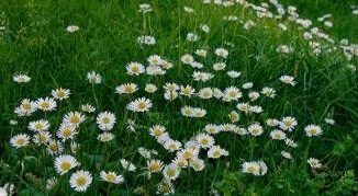 Oggi inizia la primavera perche lequinozio nel 2025 cade il 20 marzo