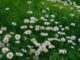 Oggi inizia la primavera perche lequinozio nel 2025 cade il 20 marzo