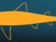 Ricostruite le dimensioni e la forma del corpo del Megalodon