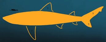 Ricostruite le dimensioni e la forma del corpo del Megalodon