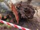 Roma albero cade su auto in via Aurelia traffico in tilt strada chiusa e poi riaperta