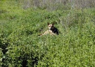 Trapani donna muore azzannata al volto dal suo cane a Petrosino