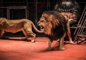 Via tigri leoni e elefanti dal circo la proposta di legge M5S