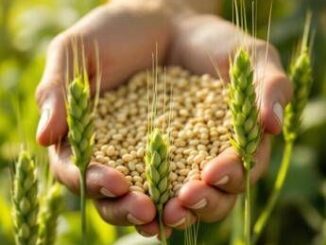 Cina coltiva la prima generazione di orzo daltura spaziale