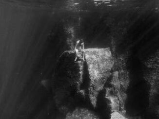 In mostra a Roma Le Tresor du Poisson e Riviera Ludica di Viola Damiani