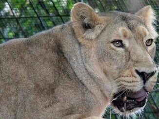 Kenya 14enne uccisa dallattacco di una leonessa