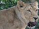 Kenya 14enne uccisa dallattacco di una leonessa