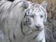 Tragedia allo zoo in Ucraina tigre bianca sbrana e uccide un uomo